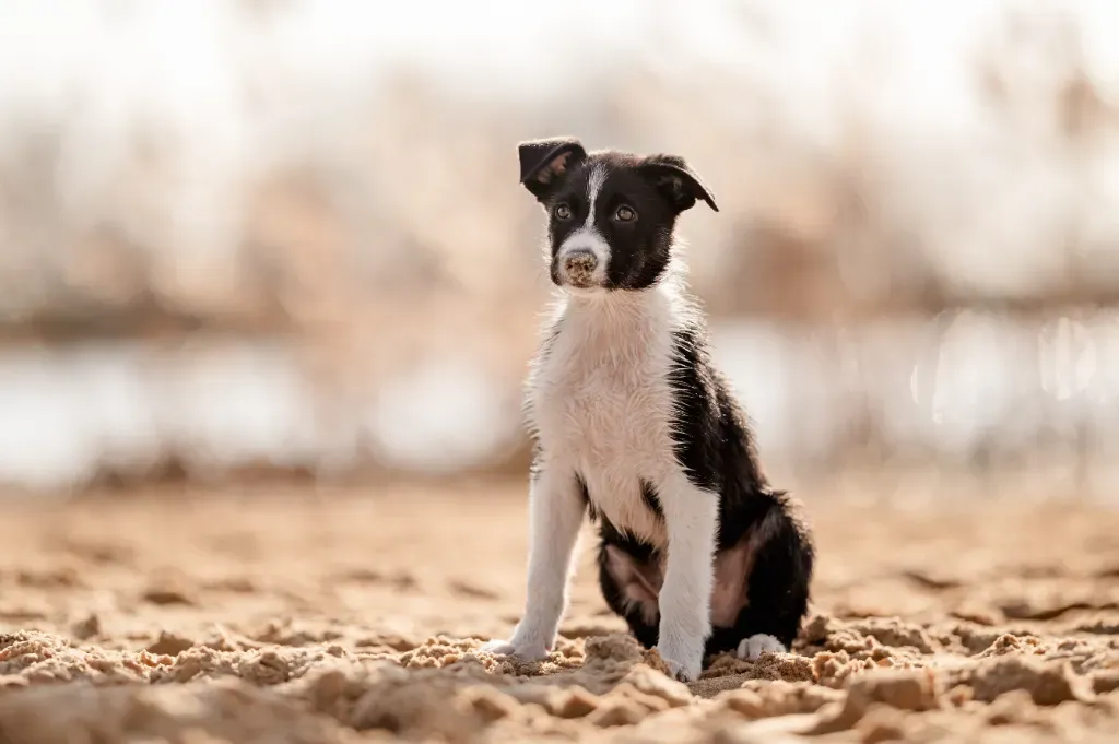 Kiedy należy zmienić suchą karmę dla szczeniaka na karmę dla dorosłych psów?
